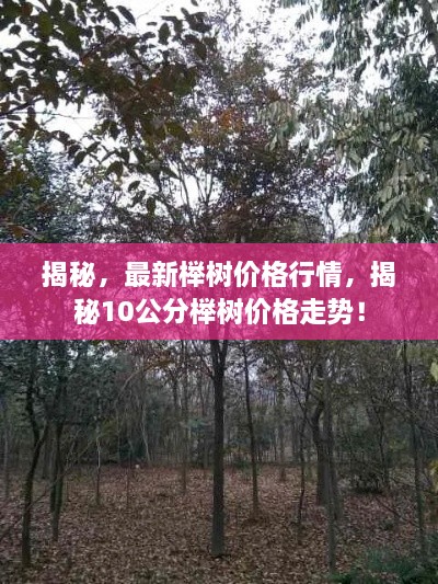 揭秘，最新櫸樹價(jià)格行情，揭秘10公分櫸樹價(jià)格走勢(shì)！