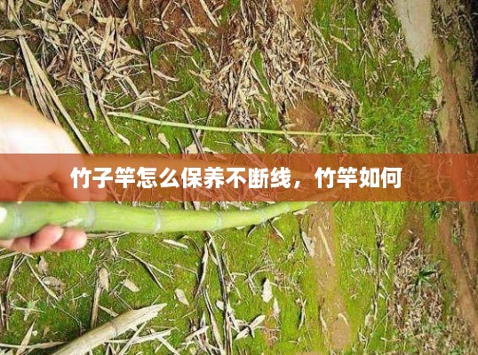 竹子竿怎么保養(yǎng)不斷線，竹竿如何 
