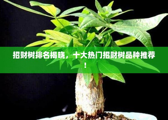 招財(cái)樹(shù)排名揭曉，十大熱門(mén)招財(cái)樹(shù)品種推薦！
