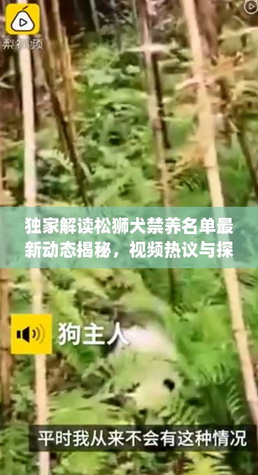 獨家解讀松獅犬禁養(yǎng)名單最新動態(tài)揭秘，視頻熱議與探討