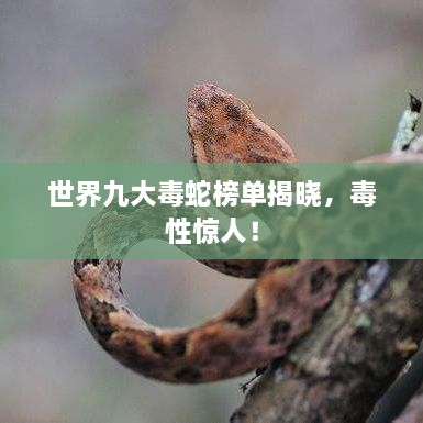 世界九大毒蛇榜單揭曉，毒性驚人！