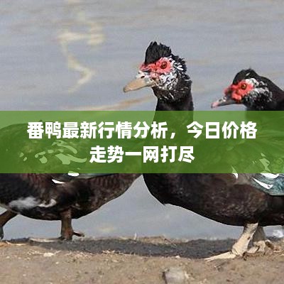 番鴨最新行情分析，今日價格走勢一網(wǎng)打盡