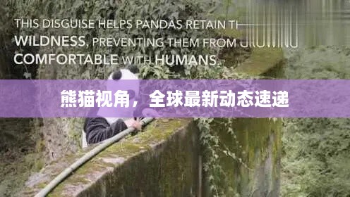 熊貓視角，全球最新動態(tài)速遞