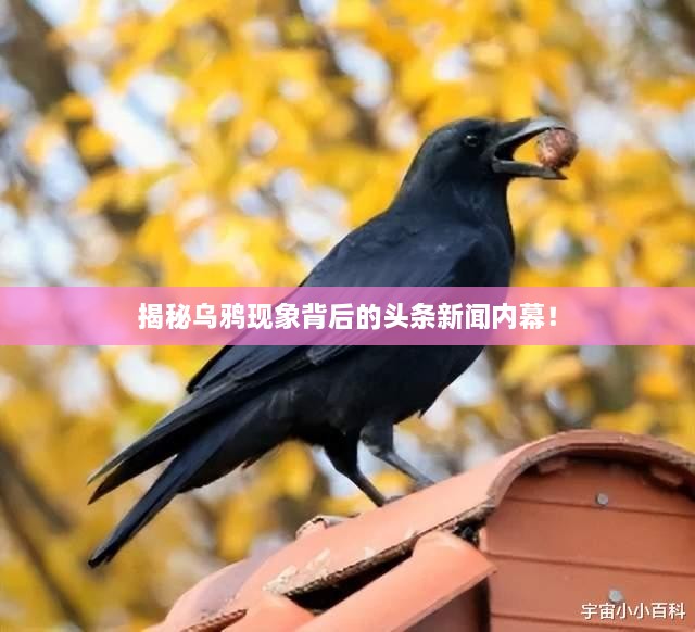揭秘烏鴉現(xiàn)象背后的頭條新聞內(nèi)幕！