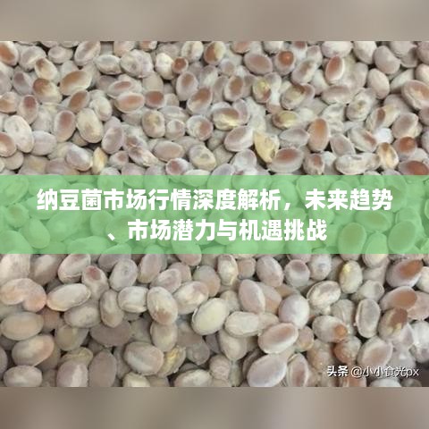 納豆菌市場行情深度解析，未來趨勢、市場潛力與機遇挑戰(zhàn)