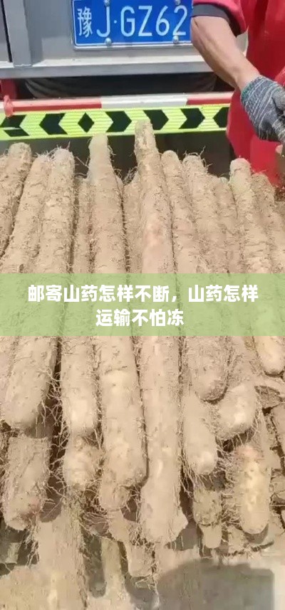 郵寄山藥怎樣不斷，山藥怎樣運(yùn)輸不怕凍 