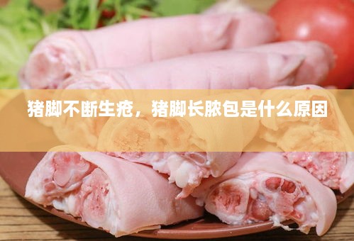 豬腳不斷生瘡，豬腳長膿包是什么原因 