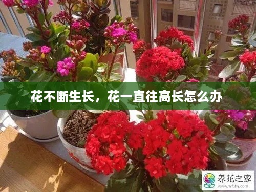 花不斷生長(zhǎng)，花一直往高長(zhǎng)怎么辦 