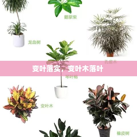 變?nèi)~落實，變?nèi)~木落葉 