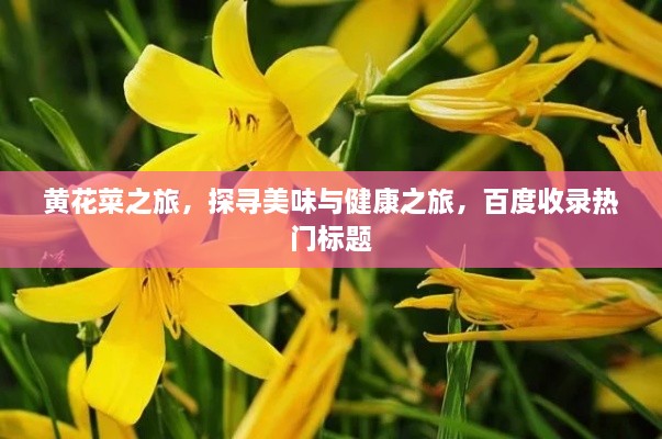 黃花菜之旅，探尋美味與健康之旅，百度收錄熱門標(biāo)題