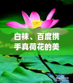 白襪、百度攜手真荷花的美麗奇緣