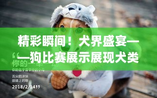 精彩瞬間！犬界盛宴——狗比賽展示展現(xiàn)犬類魅力