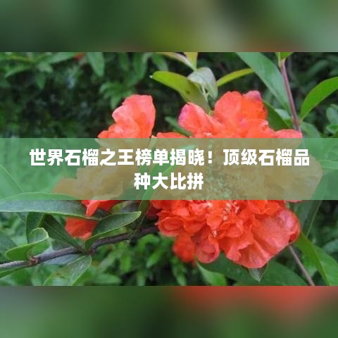 世界石榴之王榜單揭曉！頂級石榴品種大比拼